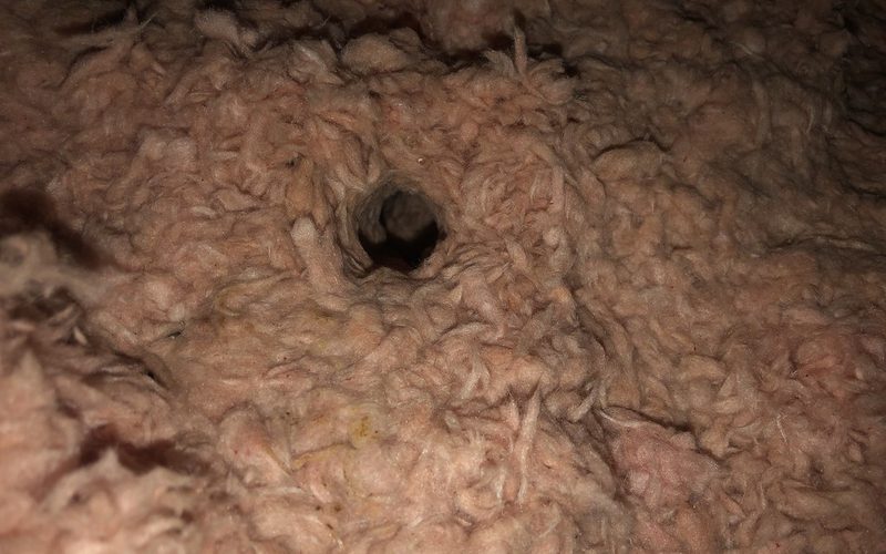 Attic & Crawl Space Cleanup in Durham, NC