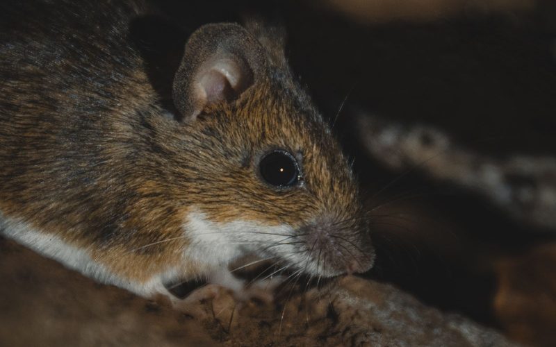 Rodent Inspection in Durham, NC