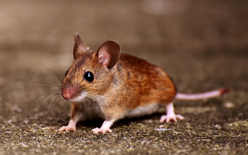 Mouse Control in Durham, NC