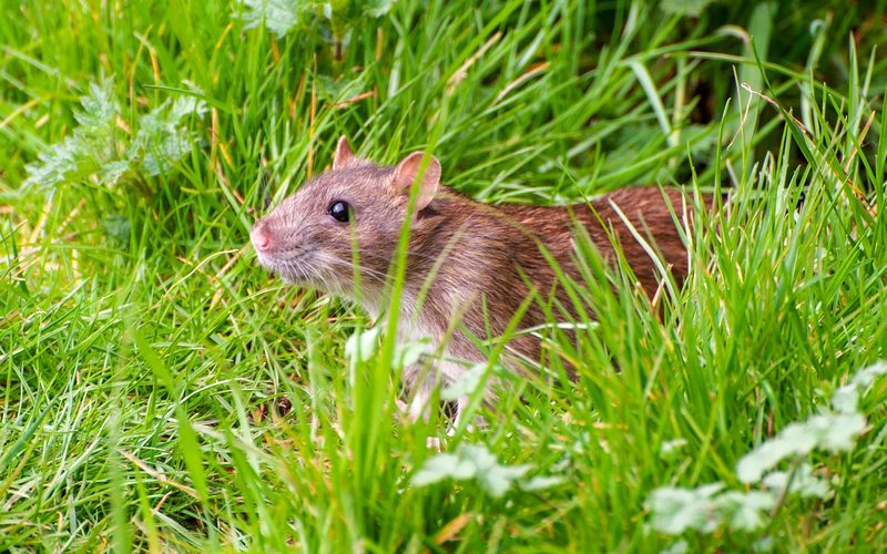 Rat Control in Durham, NC