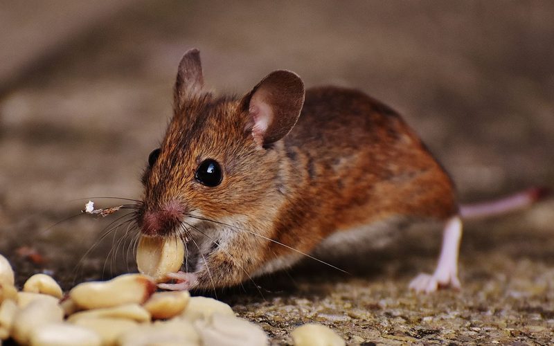 Trapping & Removal in Durham, NC